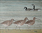 Estuary, Curlews, Canada Geese