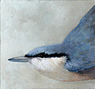 Nuthatch