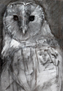 Barn Owl