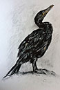 Cormorant