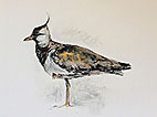 Lapwing