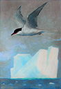 Antarctic Tern